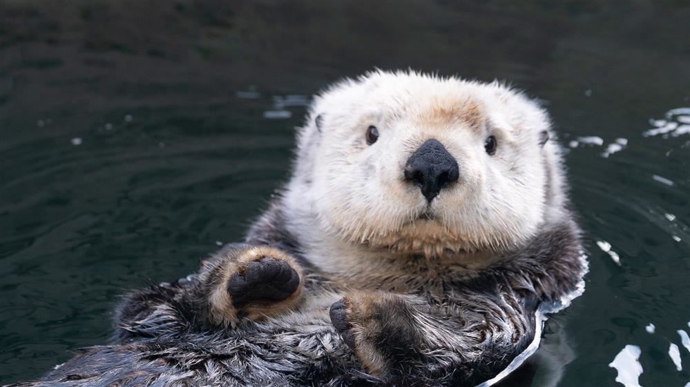 CSUMB Mascot